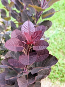 Smoke bushes, Cotinus, are among my favorite of small trees - they have superlative color, appealing form, and look excellent in the gardens.
