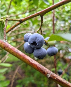 They are covered in a protective powdery epicuticular wax known as the “bloom”. These berries are just right. Blueberries are high in fiber, high in vitamin-C, and contain one of the highest amounts of antioxidants among all fruits and vegetables.