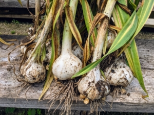 The big heads are this year's Elephant garlic – our biggest variety. Elephant garlic is actually a leek that resembles garlic in growing and in appearance. It has a very mild flavor. It is most commonly found in grocery stores. Jumbo sized Elephant garlic will have about eight to 11 cloves depending on the size.