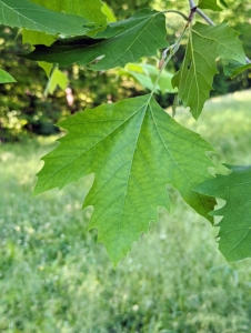 The leaf of a London plane is similar to that of a maple leaf – simple with alternate arrangements that have three to five lobes. These leathery leaves are about six to seven inches wide with roughly toothed edges.