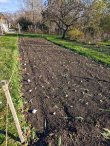 Every year, we plant lots of garlic in a bed behind my main greenhouse. Garlic is planted in the fall. This photo is from a sunny, mild day in mid-November of last year. I’ve been planting Keene Organics garlic for quite some time, and am always so pleased with their growth and taste.