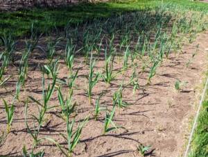 Come spring, young plants are already well established and several inches tall. Garlic loves a rich fertile loam soil or a silty loam soil. It also grows best in an area that drains well – the cloves can rot if they sit in water or mud.