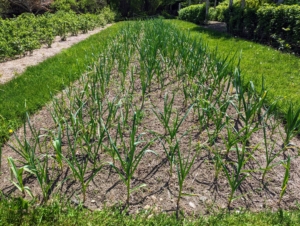 Here is the garlic bed in May – it’s growing great.