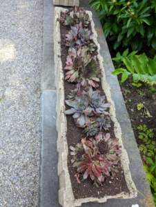 Hens and chicks are members of the Sempervivum group of succulent plants. They are also known as houseleeks. Hens and chicks are so called because of the rosette shape and habit of the plant to produce numerous babies.