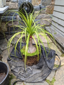Beaucarnea recurvata, the elephant’s foot or ponytail palm, is a species of plant in the family Asparagaceae, native to the states of Tamaulipas, Veracruz and San Luis Potosí in eastern Mexico. Despite its common name, it is not closely related to the true palms. In fact, it is a member of the Agave family and is actually a succulent. It has a bulbous trunk, which is used to store water, and its long, hair-like leaves that grow from the top of the trunk like a ponytail, giving the plant its renowned name.