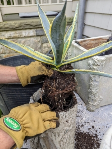 Here is another agave Ryan potted up last May in this faux bois container.