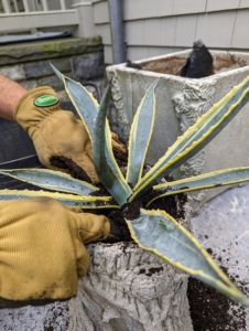 After he backfills with soil, he tamps down lightly to ensure good connection between the plant and the soil.