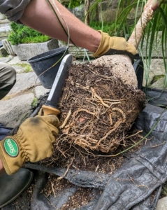 Remember, whenever transplanting always scarify the root ball, meaning tease or loosen the roots, so they are stimulated before planting. This will help the plant form a good foundation in the pot.