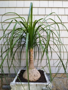 This ponytail palm is perfect in this location where it gets bright light during the day, but also protection from direct light, so its long, leathery green leaves do not burn.