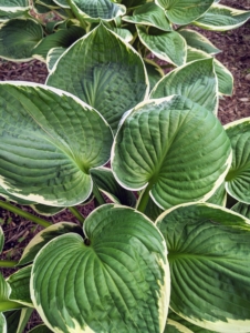 Hosta leaves rise up from a central rhizomatous crown to form a rounded to spreading mound. Most varieties tend to have a spread and height of between one and three feet.