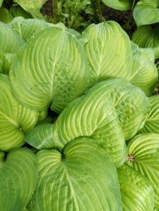 Hostas are perennial plants which grow from rhizomes. Hostas thrive in total shade to nearly full sun which makes them ideal for planting under trees.