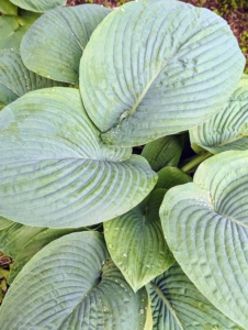 Depending on the hosta, it will take a bit of time for the plant to reach maturity. Smaller and more vigorous hostas can reach mature sizes in about three to five years. Giant and slower growing hostas can take five to seven years to reach their potential.