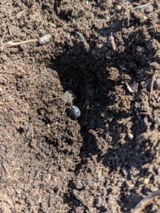 Here is one of the seeds dropped along the length of the furrow. For maximum yield, these soy beans need some space - about six inches in between them.