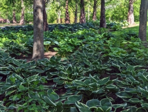 My plan was to plant lots and lots of hostas in the garden beds under my dawn redwoods. Their lush green foliage, varying leaf shape, size, and texture, and their easy care requirements make them perfect for this area. We planted hundreds of hostas here since 2020 and they're all doing so excellently.