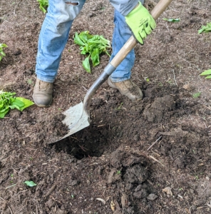 When planting, it is important to dig a hole wide enough to accommodate all the roots of the hosta without cutting or folding them.