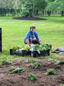 For "Martha Gardens," we received a shipment containing hundreds of bare root hostas from Pioneer Gardens. Bare root is a technique of arboriculture whereby a plant is removed from soil in a dormant state. Here is Ryan organizing and planning where these plants will go in the garden.