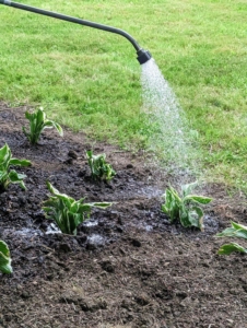 Once the plant is backfilled, it is given a good drink of water. Water, water, water... I always say.