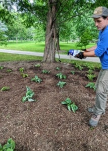 The soil in this area is already well amended with nutrient-rich compost. Ryan adds fertilizer around the existing plants and those areas where new hostas will be placed.