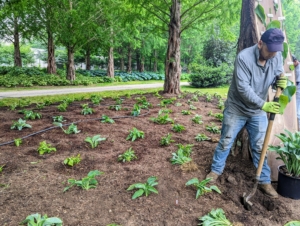 The crew works in a production line process to get the job done quickly and efficiently. As one plants, another waters. These plants were done earlier this spring - the best time for planting hostas.