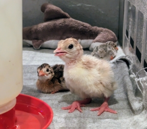 On the right is a week old turkey poult and on the left, a keet. All the babies get along well and are very social.