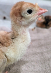 Raising baby turkeys is a lot like raising chickens. Both birds need good quality feed, fresh water, safe living spaces, clean bedding, adequate roosting areas, and when older, nesting boxes.