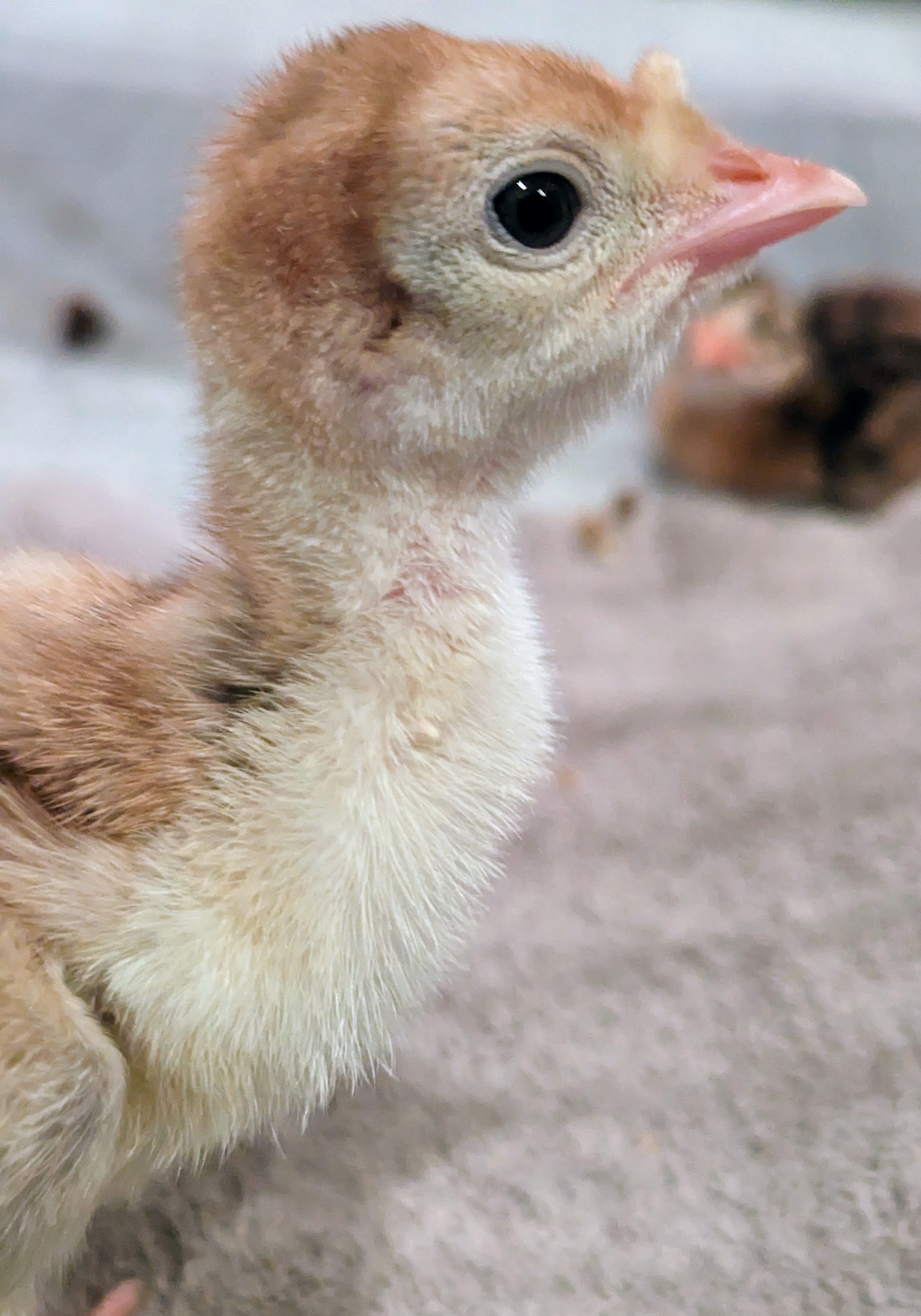 Baby Chickens, Baby Guinea Fowl, Baby Peafowl, And Baby, 44% OFF