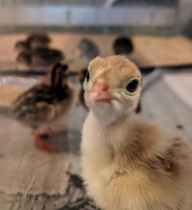 Whenever we have baby birds here at the farm, my stable manager, Helen, who is very experienced in raising chickens, sets up the brooders with bedding, feeders, and proper heating elements in our stable feed room. This turkey poult is already very alert and curious to know who is visiting.