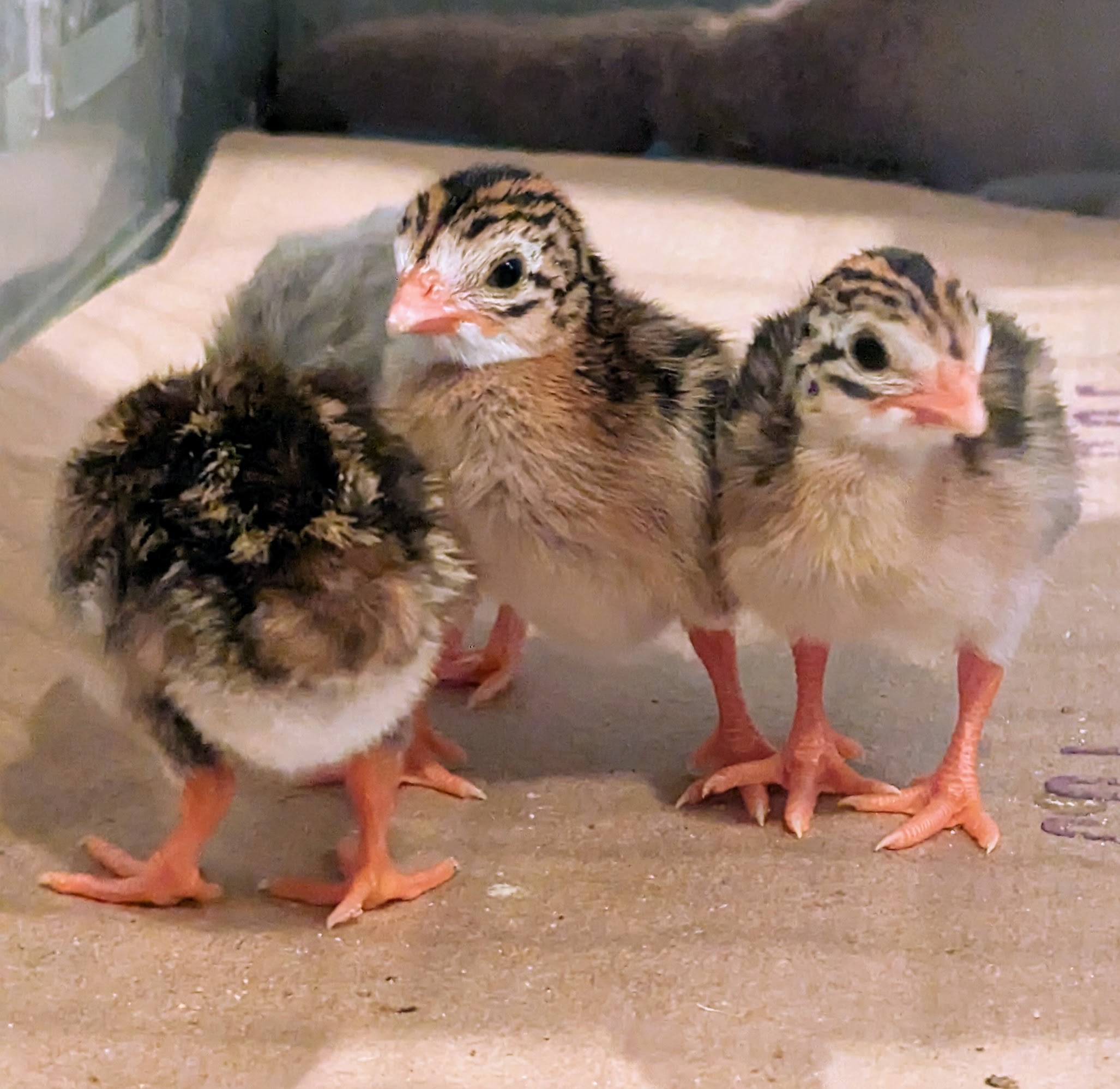 Baby Chickens, Baby Guinea Fowl, Baby Peafowl, and Baby Turkeys