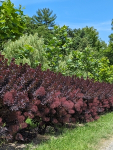 And this is the allée now. So lush and the bold colors of the specimens look amazing together. The Cotinus can grow to a moderate size – up to 15-feet tall and 10-feet wide. I also love its upright, multi-stemmed habit.