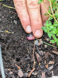 For these beans, Ryan pushes the bean into the soil about two inches deep and at least six inches from the last one.