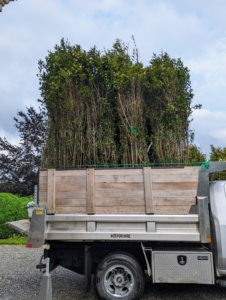 Recently, we picked up 58 privets from Select Horticulture in nearby Pound Ridge. I knew these shrubs would be great additions to my living maze.