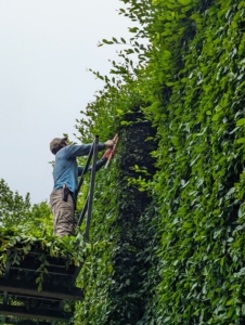 When pruning, Pasang keeps the shears close to shoulder level. This allows the best control. He also holds the shears closer to the base of the blades. Here he is working by hand on the upper sections from our trusted Hi-Lo. It is more time consuming to prune the hedge this way, but it is also more exact, and that’s important when sculpting formal hedges.