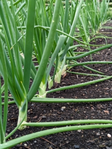 We planted leeks, shallots, and onions back in late April. They are all growing so beautifully.