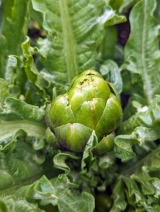 Meanwhile, look at some of the growing vegetables. This is a young artichoke. I like to harvest them when they are still small, but these need just a little more time.