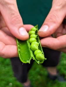 Our peas also look fantastic - these are ready to pick. We have both shelling peas and edible pods.