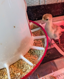 After each move to a new enclosure, every chick is personally shown where their food and water sources are, so they know where to find it.