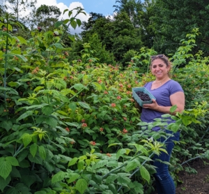Here's Enma with a box nearly filled to the top with black raspberries. Botanically, the raspberry is a shrub belonging to the Rosaceae family, in the genus Rubus.