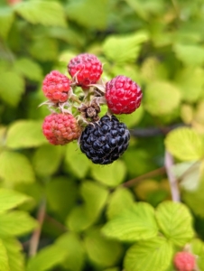 Here, one of the black raspberries is ready for picking - the rest need to ripen in color and shape some more. This all-purpose fruit is firm, sweet, and full of flavor. It tastes great eaten fresh off the stem or made into preserves.