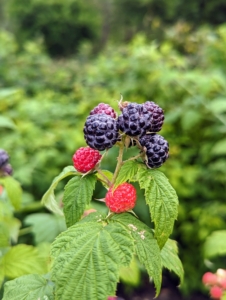 There are more than 200-species of raspberries. In the United States, about 90-percent of all raspberries sold come from the states of Washington, California, and Oregon.
