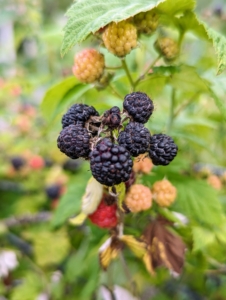 The first week of July is when we start picking the black and red raspberries.