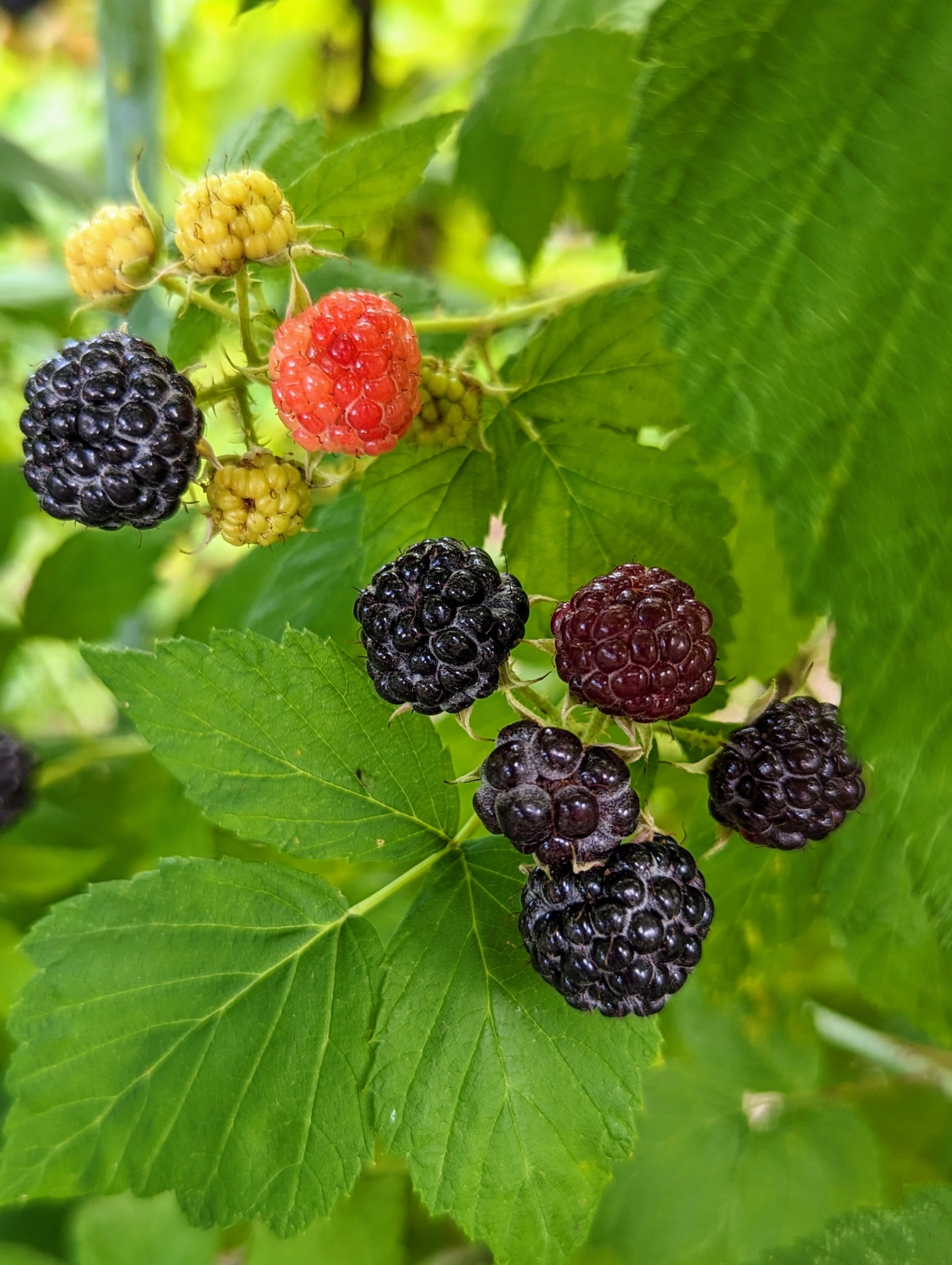 Under Ripe Blackerry The Martha Stewart Blog : Blog Archive Picking Red and Black ...