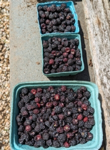 We use a variety of berry boxes. These are fiber pulp berry boxes. They have slotted sides for ventilation and are also eco-friendly. It’s okay to fill the container, but make sure not to pack the fruits in or press them down.