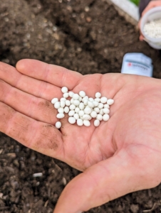 These are Johnny's Albion Pelleted F1 parsnip seeds - another dependable grower. Some seeds are coated with a layer of clay to increase size for easier handling. This also makes spacing the seeds faster and increases evenness in germination.