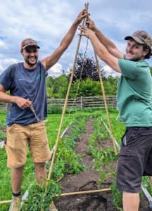 Last week was time to support their growing vines. Brian and Ryan begin putting up the stakes for the tomato plants. I am always trying new methods for staking our tomato plants. Every year we try something new and better. This year, we're making angled teepee-like structures for each bed.