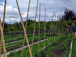 Brian secures one stake into the ground next to each tomato plant. The plants will use these upright stakes as supports. Each one is pushed into the ground about eight to 10-inches deep. The important thing is to place them deep enough, so they remain secure for the duration of the season.