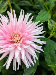 The majority of dahlia species do not produce scented flowers or cultivars, but they are brightly colored to attract pollinating insects.