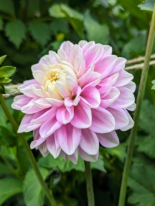 Dahlias are classified according to flower shape and petal arrangement. Flowers come one head per stem. The blooms can be as small as two-inches in diameter or up to one foot across. They are divided into 10 groups: single, anemone, collarette, waterlily, decorative, fall, pompon, cactus, semi-cactus, and miscellaneous.