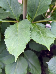 Dahlia plant leaves grow segments that are ovate to oblong to lanceolate in shape. The leaf margins may be lobed or dentate. Leaves may be green, reddish-purple, or purple-black depending on the variety.