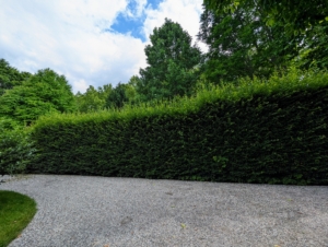 Next task - the European hornbeam hedge along the back of the Summer House and the Winter House. Because it is planted on a gradual slope, it needs to be pruned using a step method. The top and upper sides of a hedge are exposed to lots of light, so they grow more vigorously. Here is the hedge before it was done.