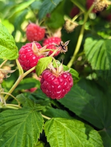 Raspberries are unique because their roots and crowns are perennial, while their stems or canes are biennial. A raspberry bush can produce fruit for many years.